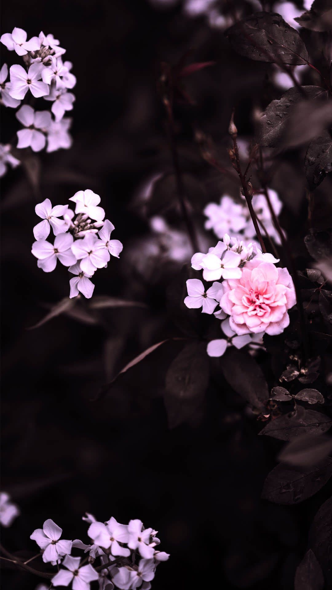 Cute Black And PinkWallpapers