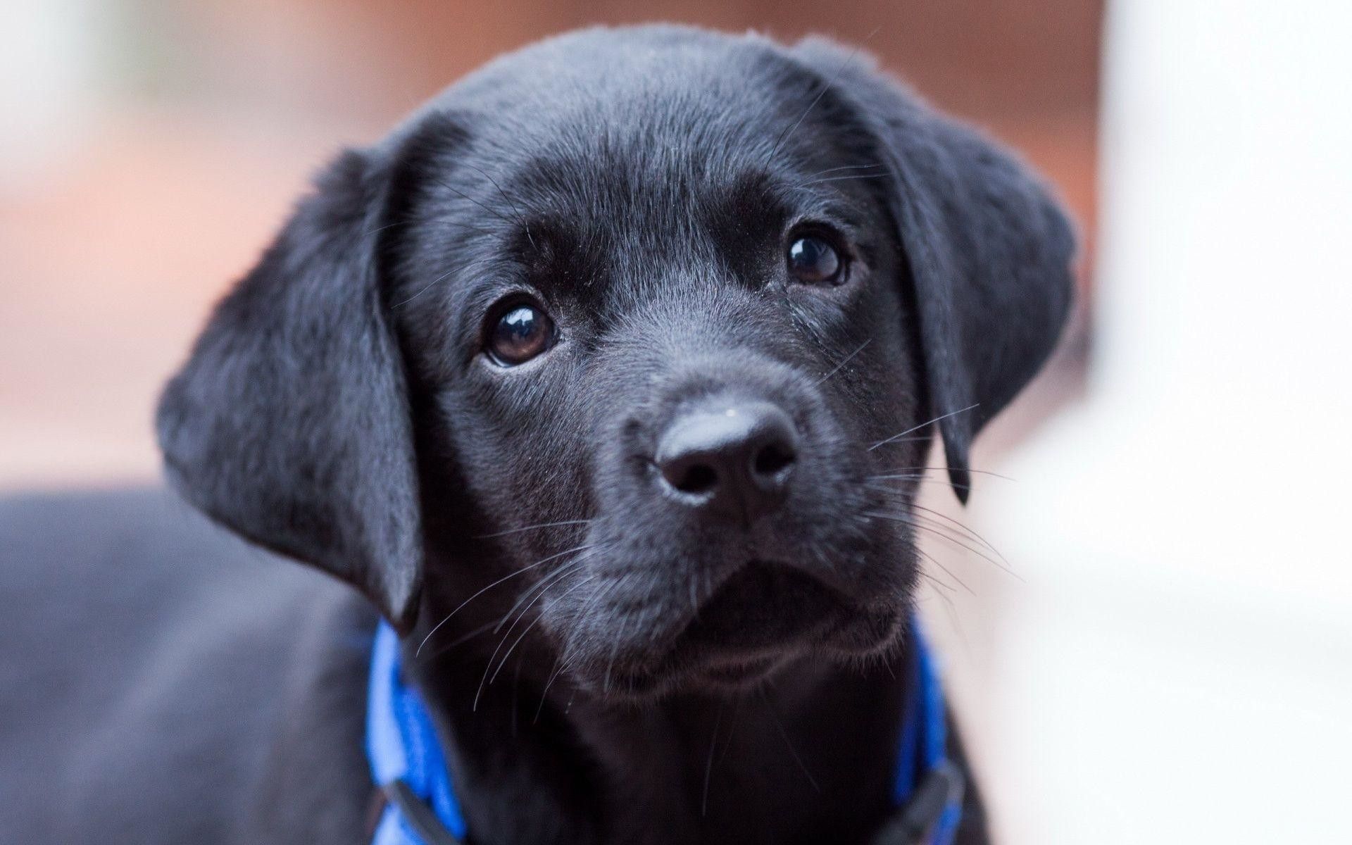 Cute Black Lab PuppiesWallpapers