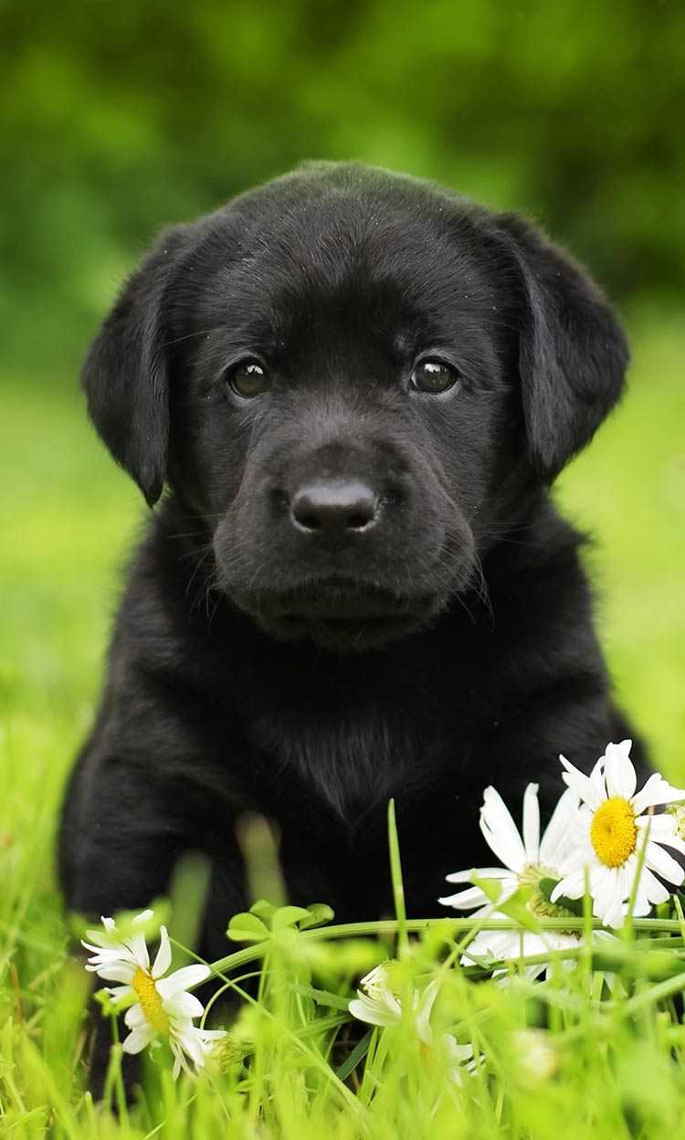 Cute Black Lab PuppiesWallpapers