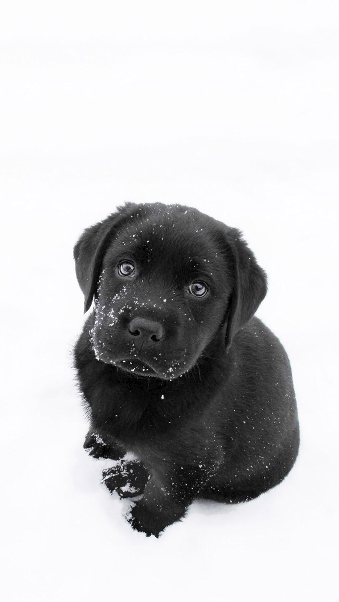 Cute Black Lab PuppiesWallpapers