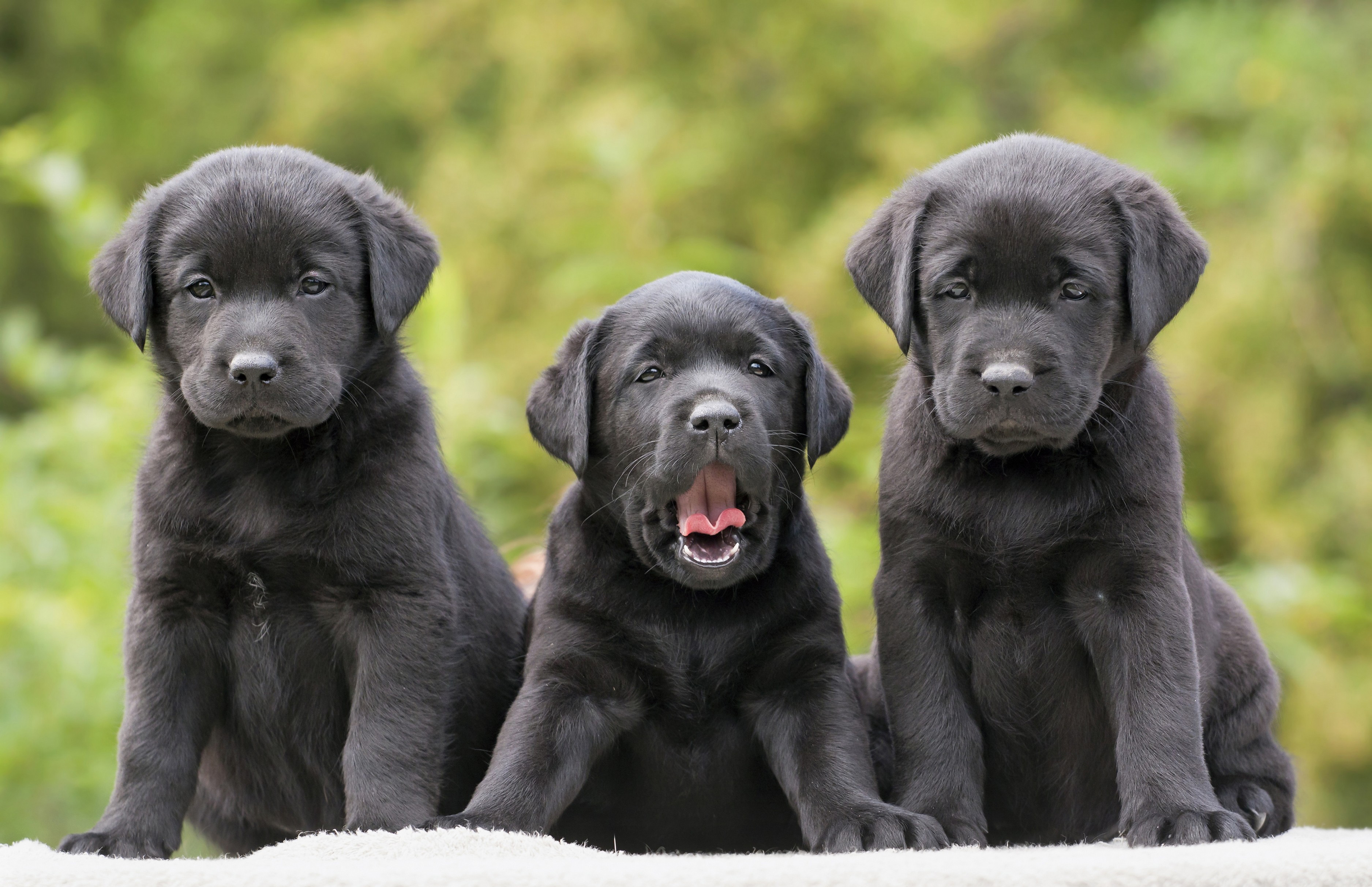 Cute Black Lab PuppiesWallpapers