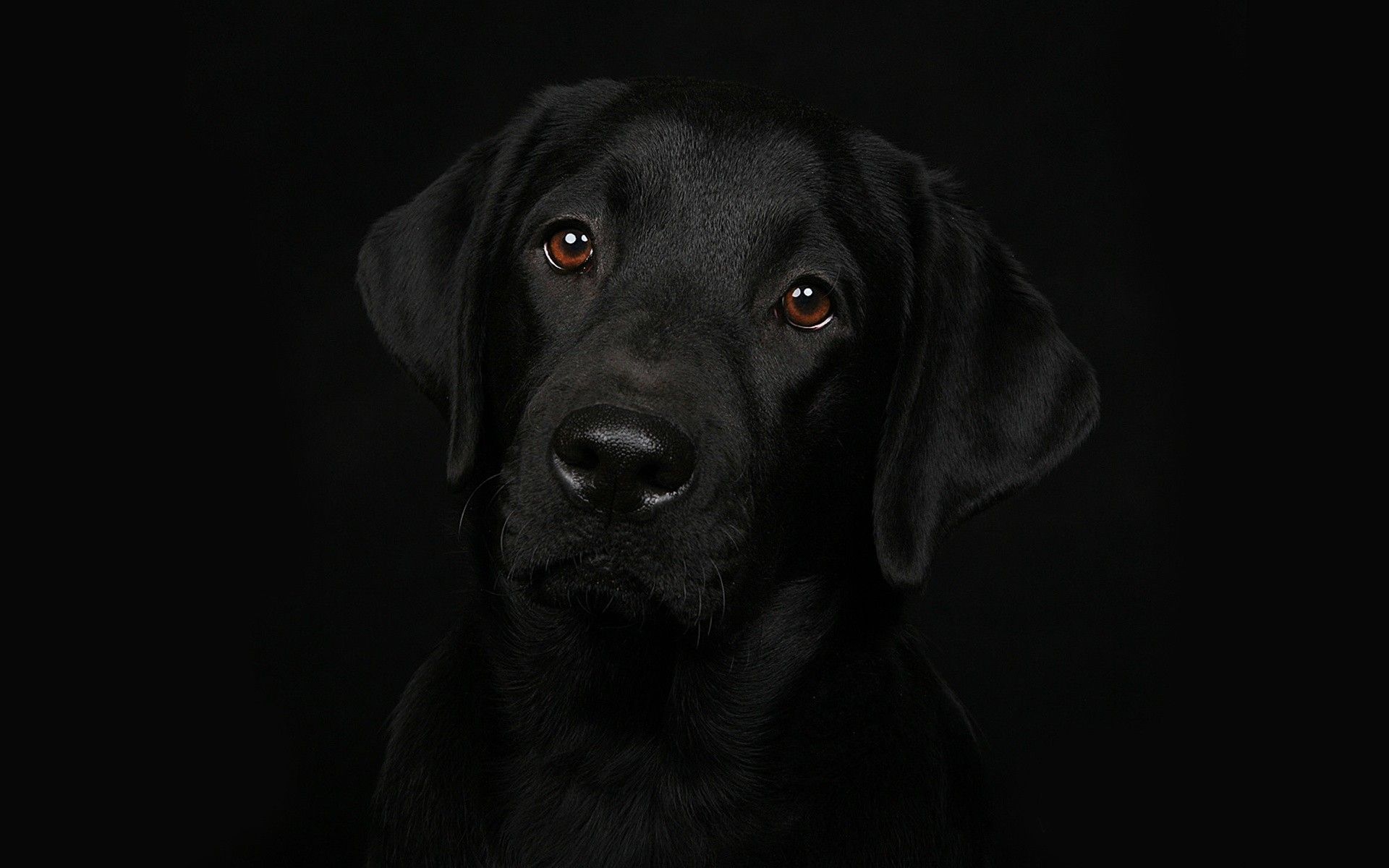 Cute Black Lab PuppiesWallpapers