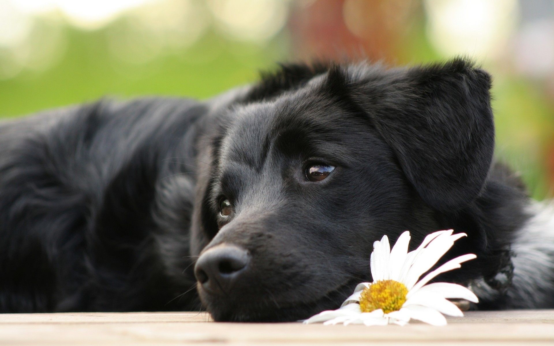 Cute Black Lab PuppiesWallpapers