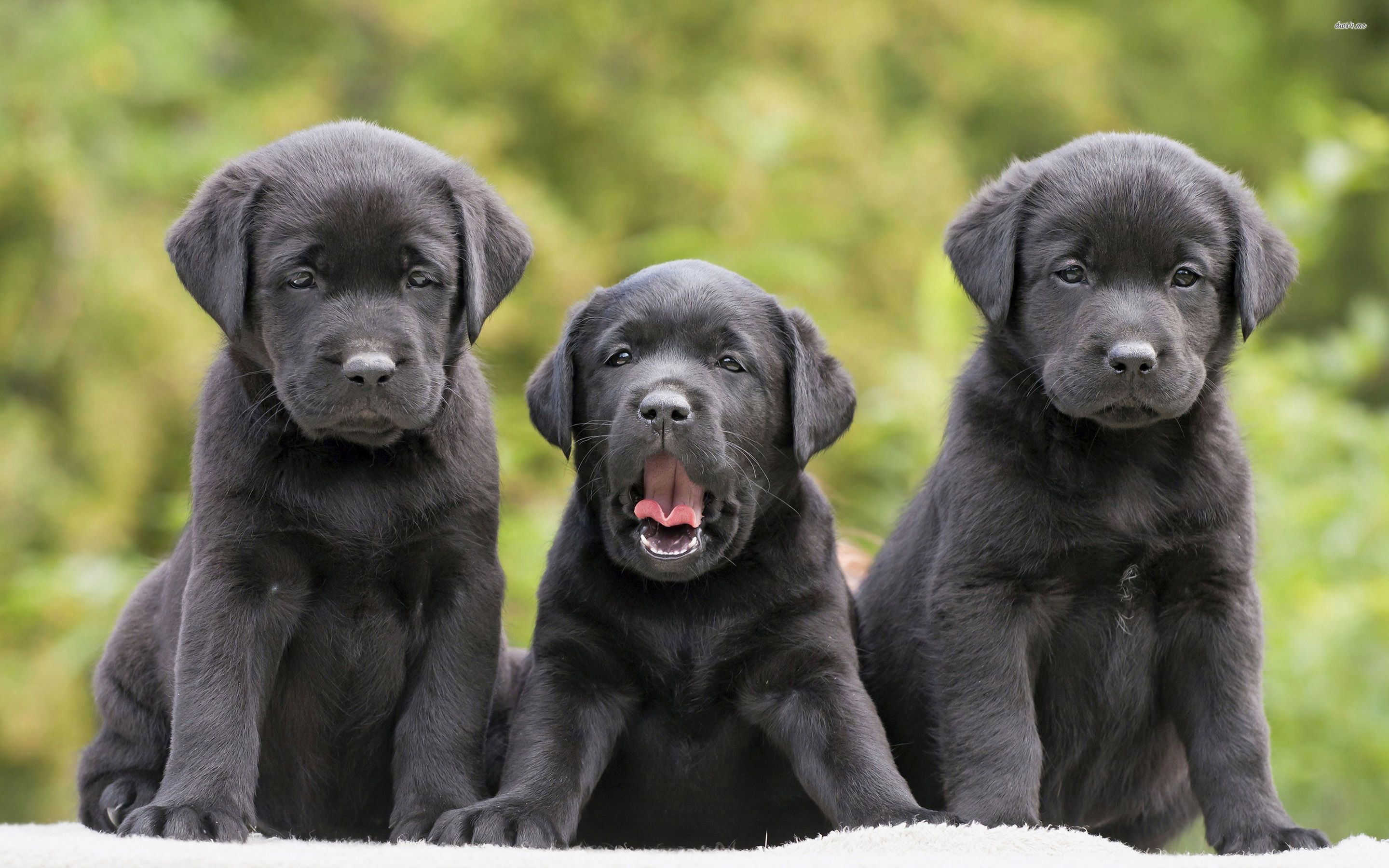 Cute Black Lab PuppiesWallpapers