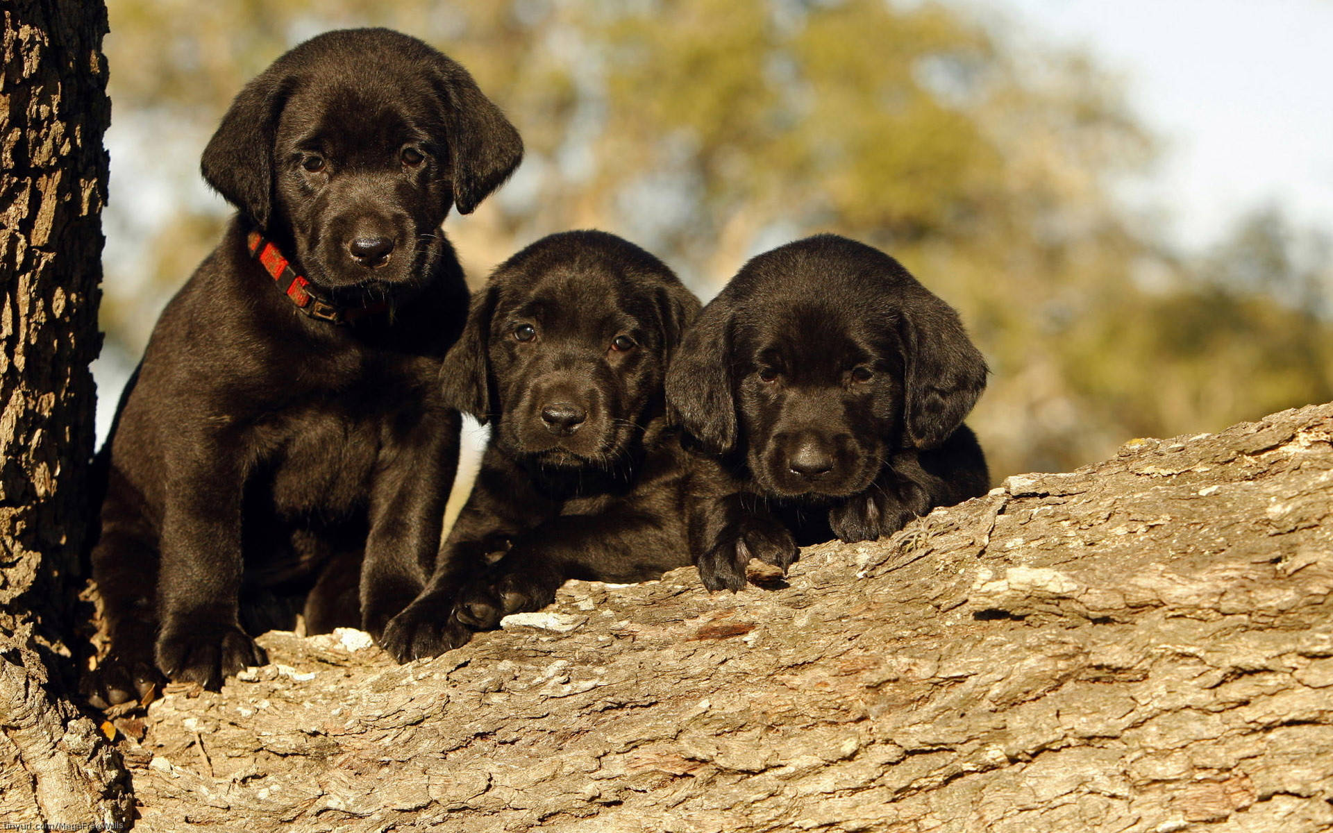 Cute Black Lab PuppiesWallpapers