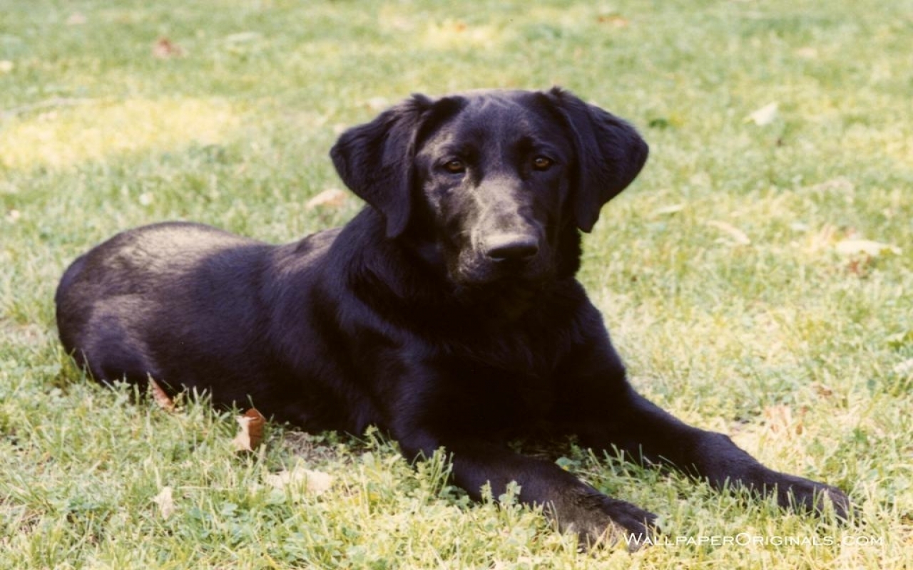 Cute Black Lab PuppiesWallpapers