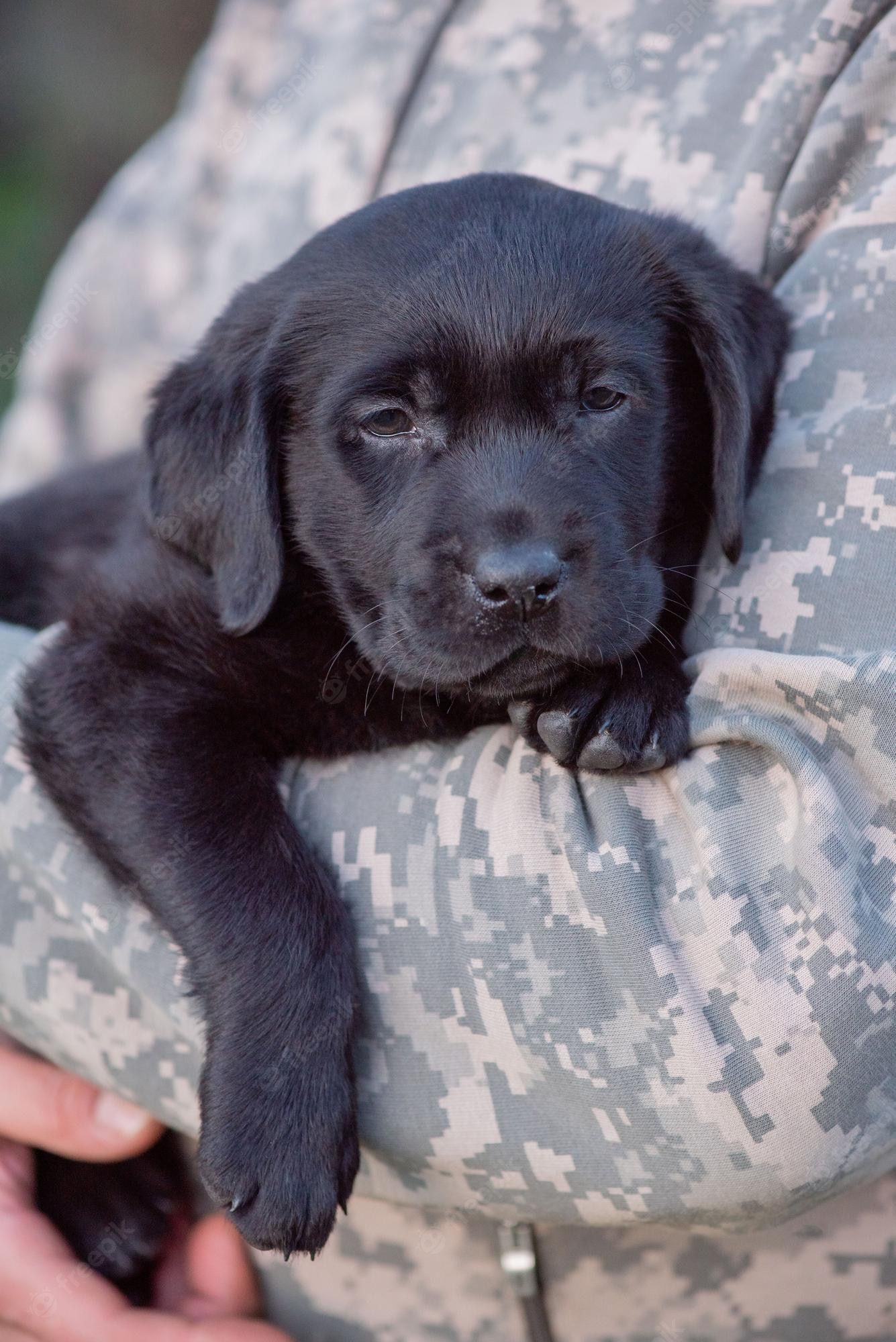 Cute Black Lab PuppiesWallpapers