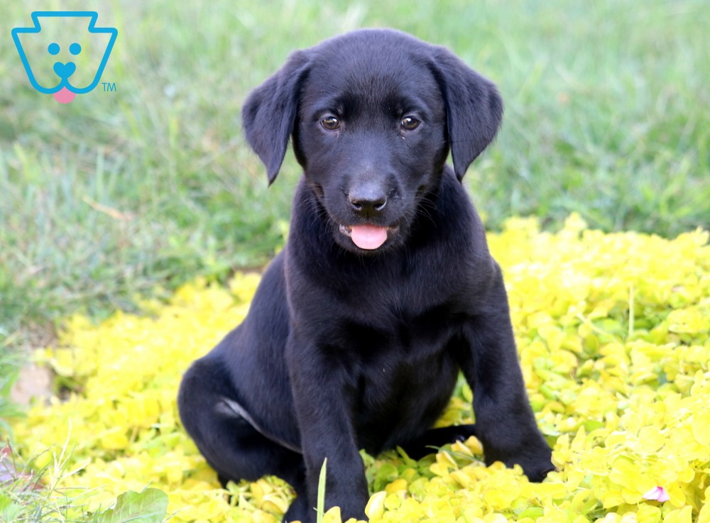 Cute Black Lab PuppiesWallpapers