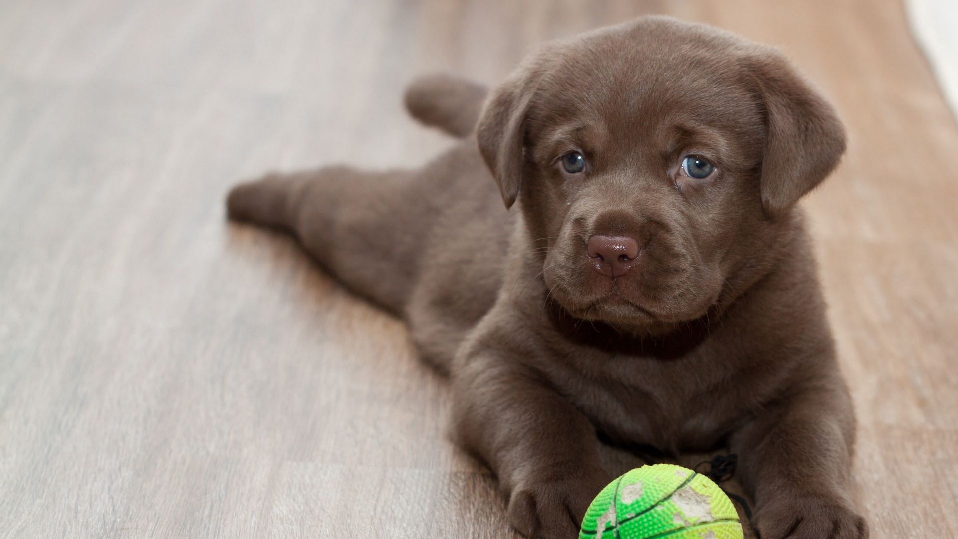 Cute Black Lab PuppiesWallpapers