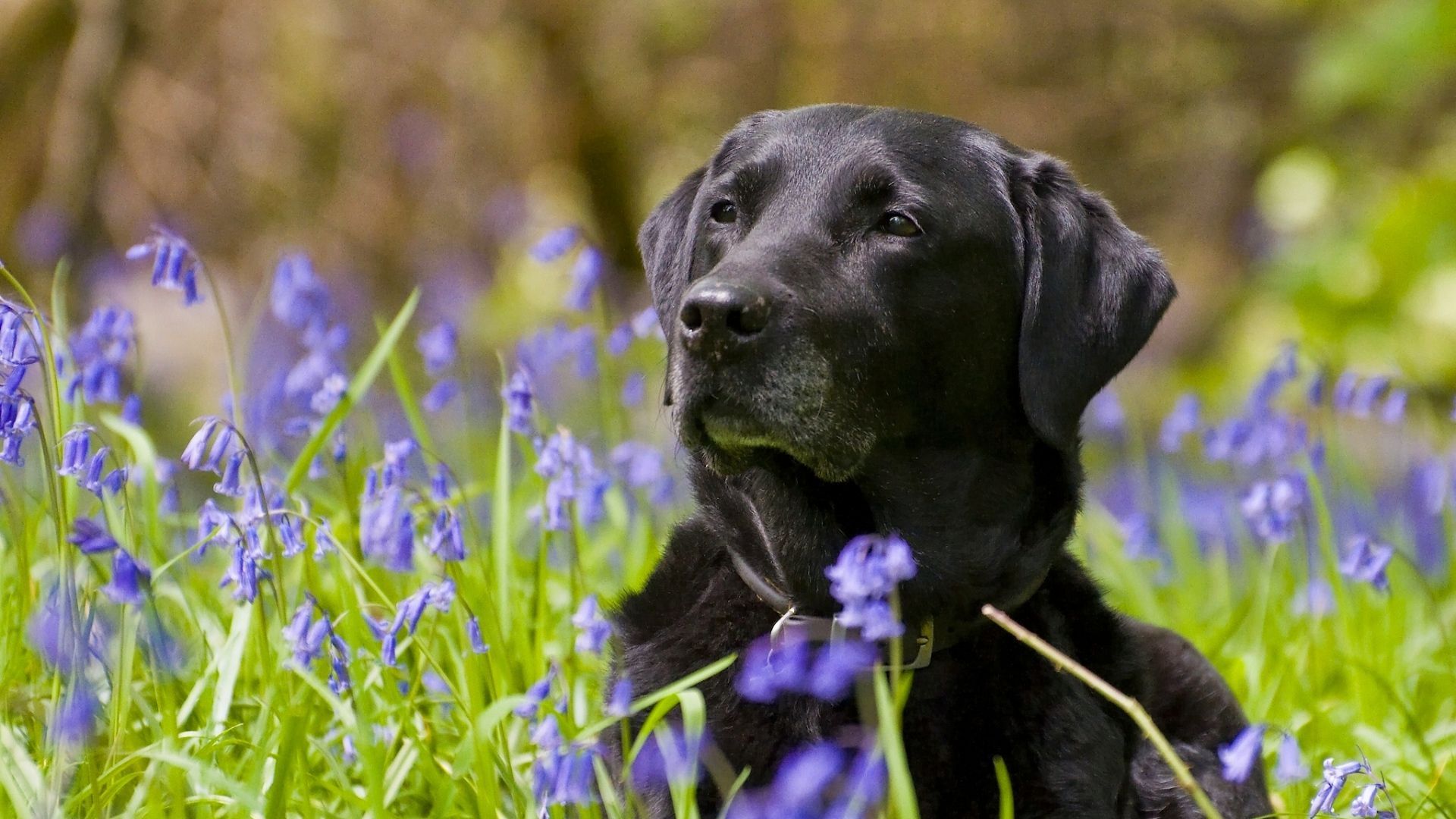 Cute Black Lab PuppiesWallpapers