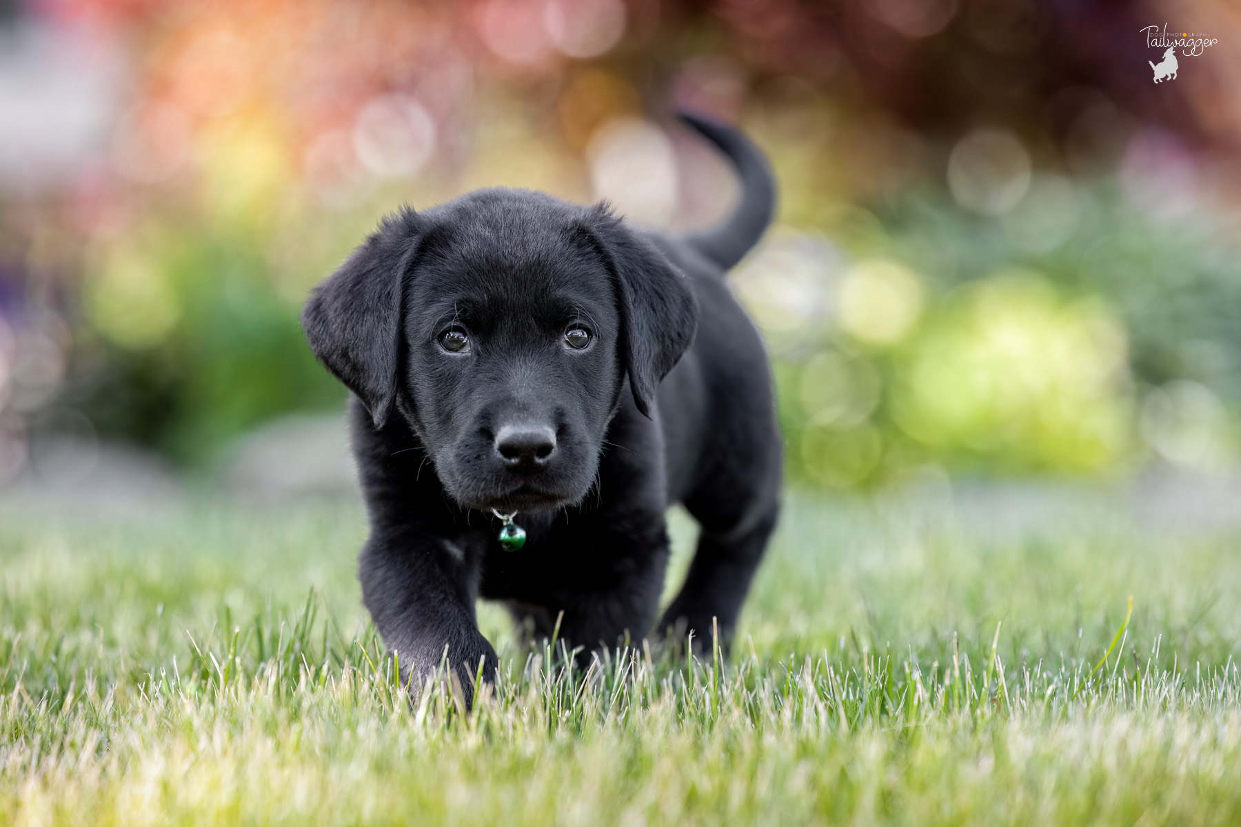 Cute Black Lab PuppiesWallpapers