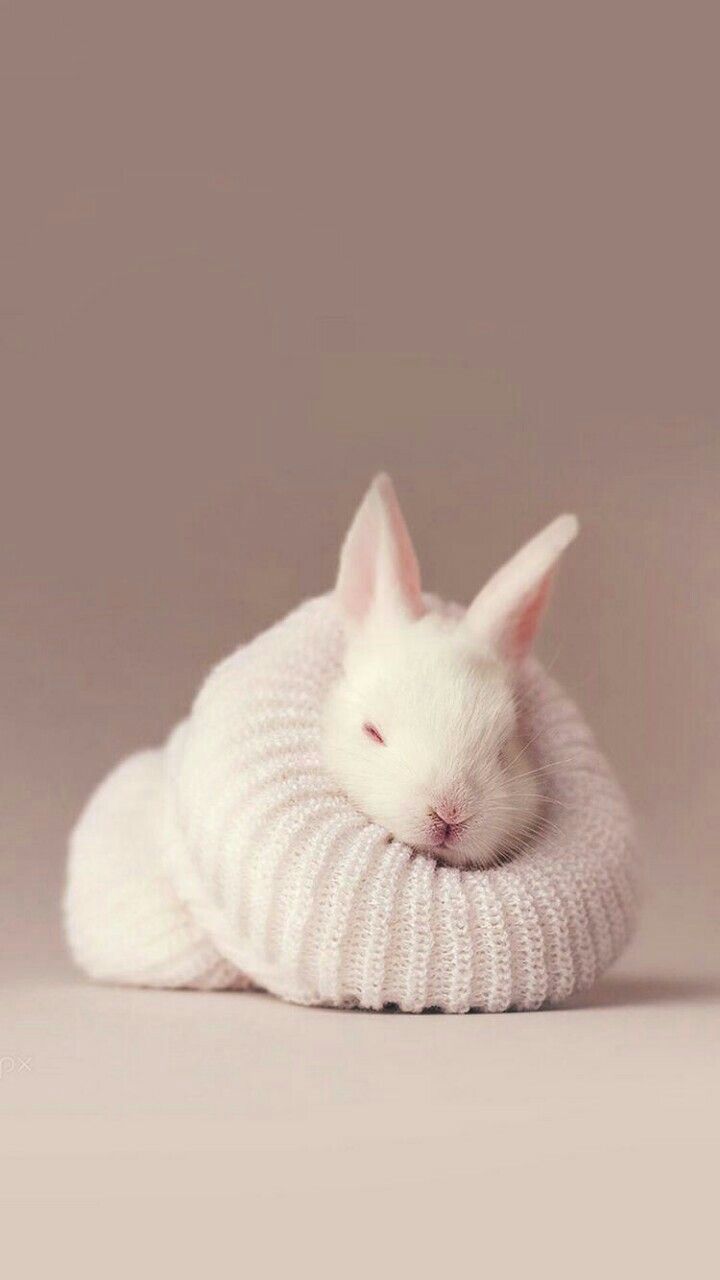 Cute Bunny Wallpapers