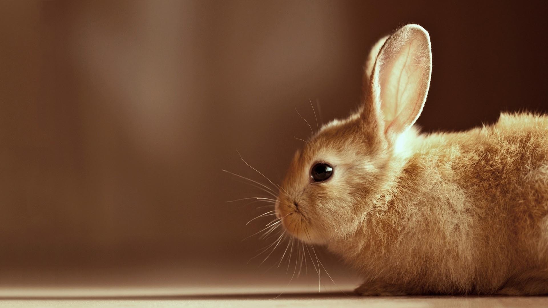 Cute Bunny Wallpapers