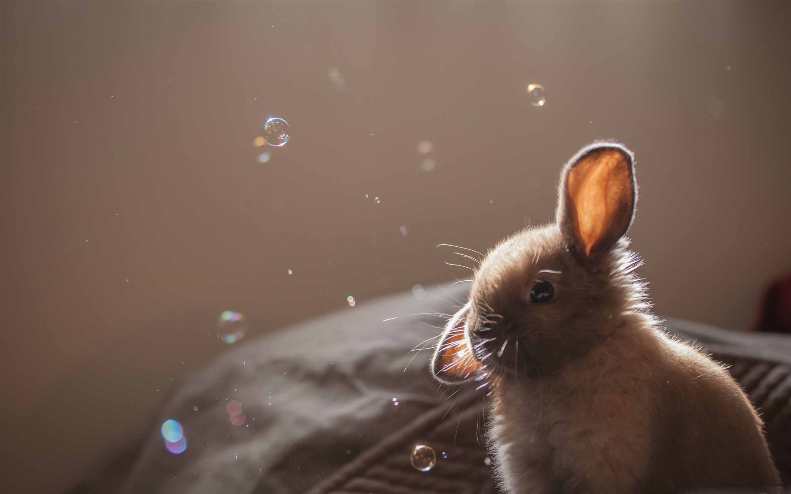 Cute Bunny Wallpapers