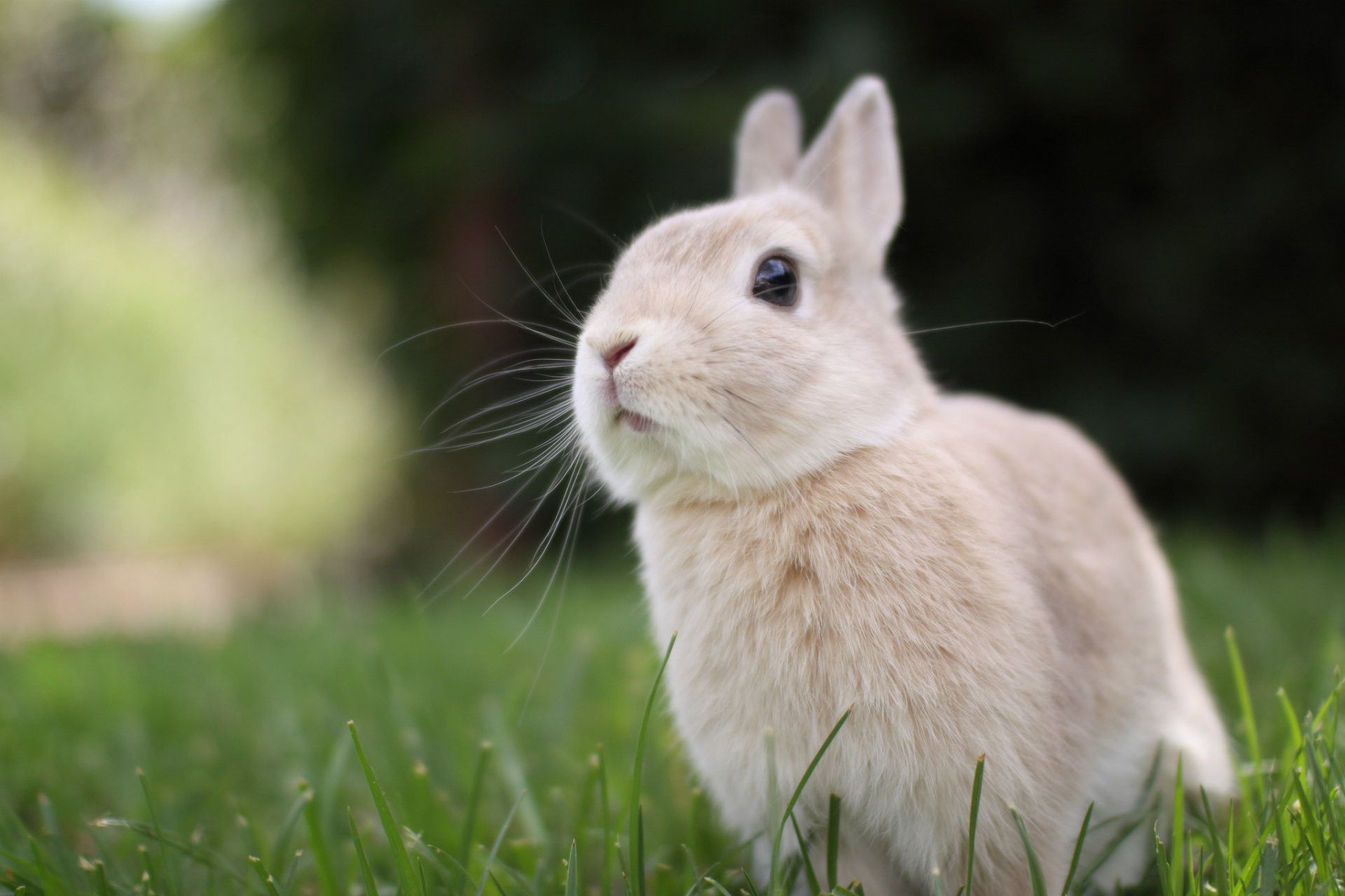 Cute Bunny Wallpapers