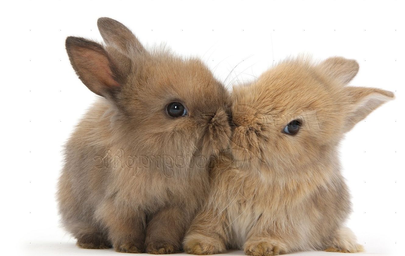 Cute Bunny Wallpapers