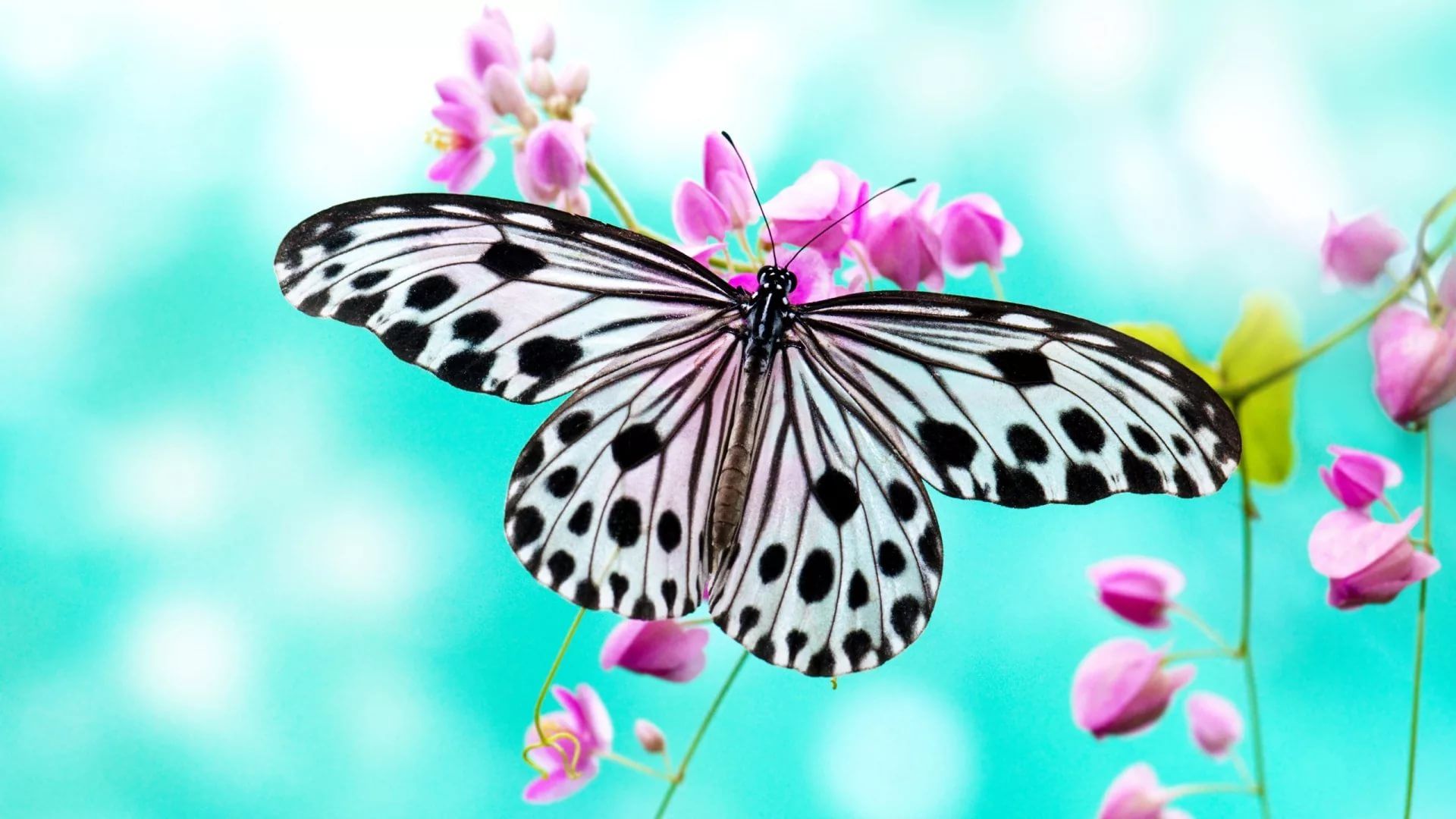 Cute Butterfly Wallpapers