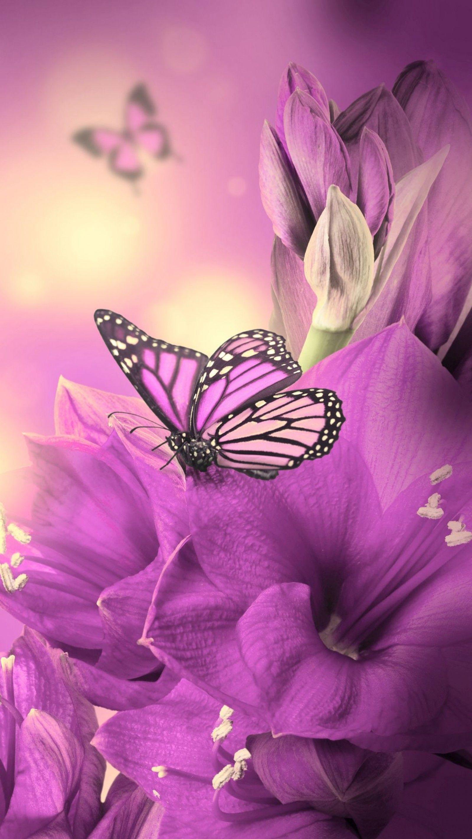 Cute Butterfly Wallpapers For Mobile Phones Wallpapers