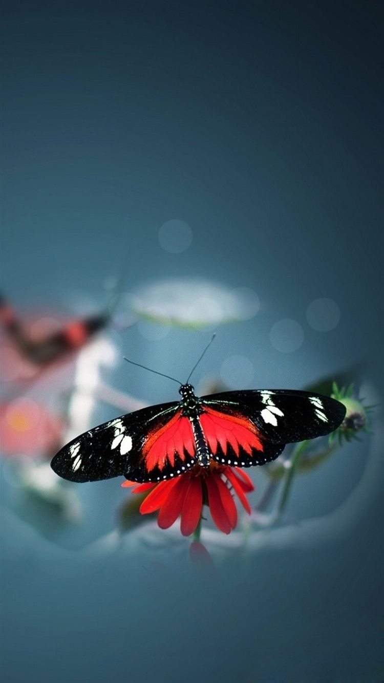 Cute Butterfly Wallpapers For Mobile Phones Wallpapers