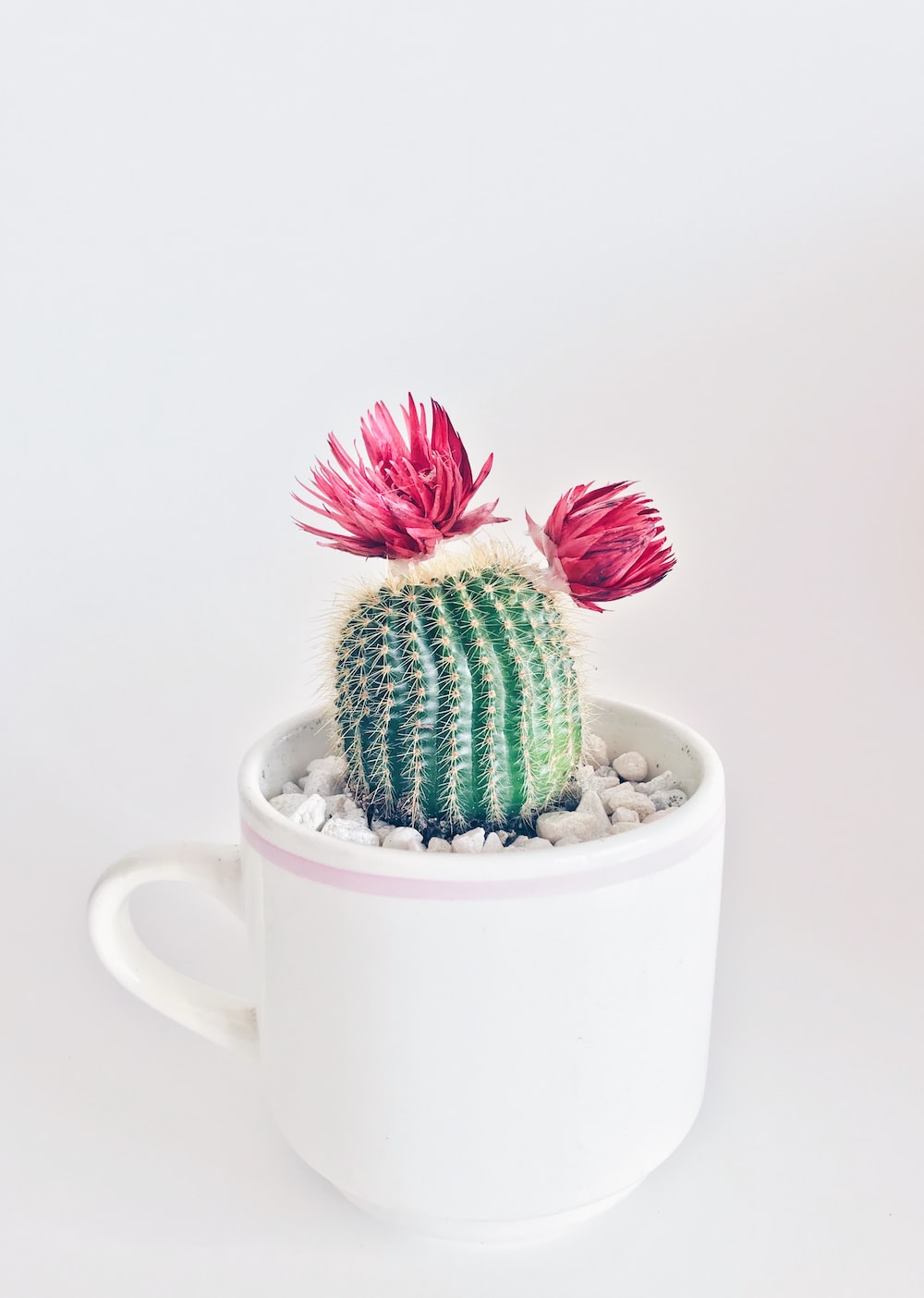 Cute CactusWallpapers