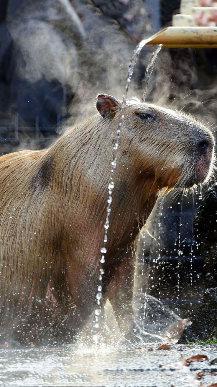 Cute Capybara Wallpapers