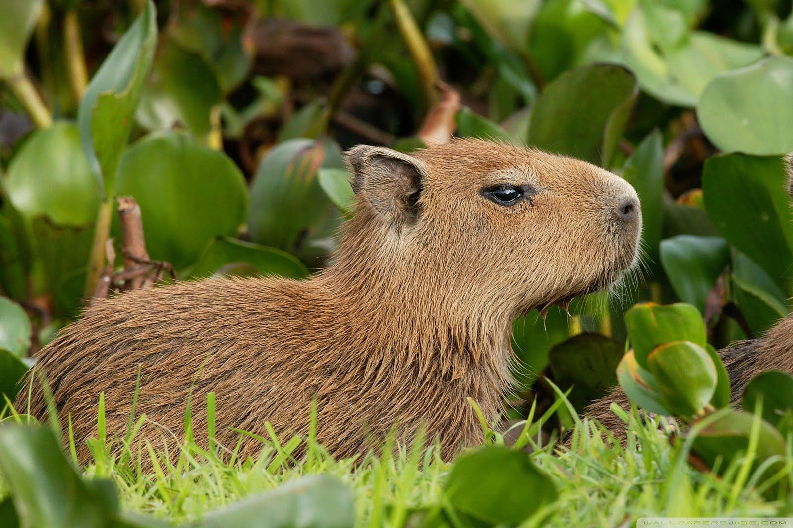 Cute Capybara Wallpapers