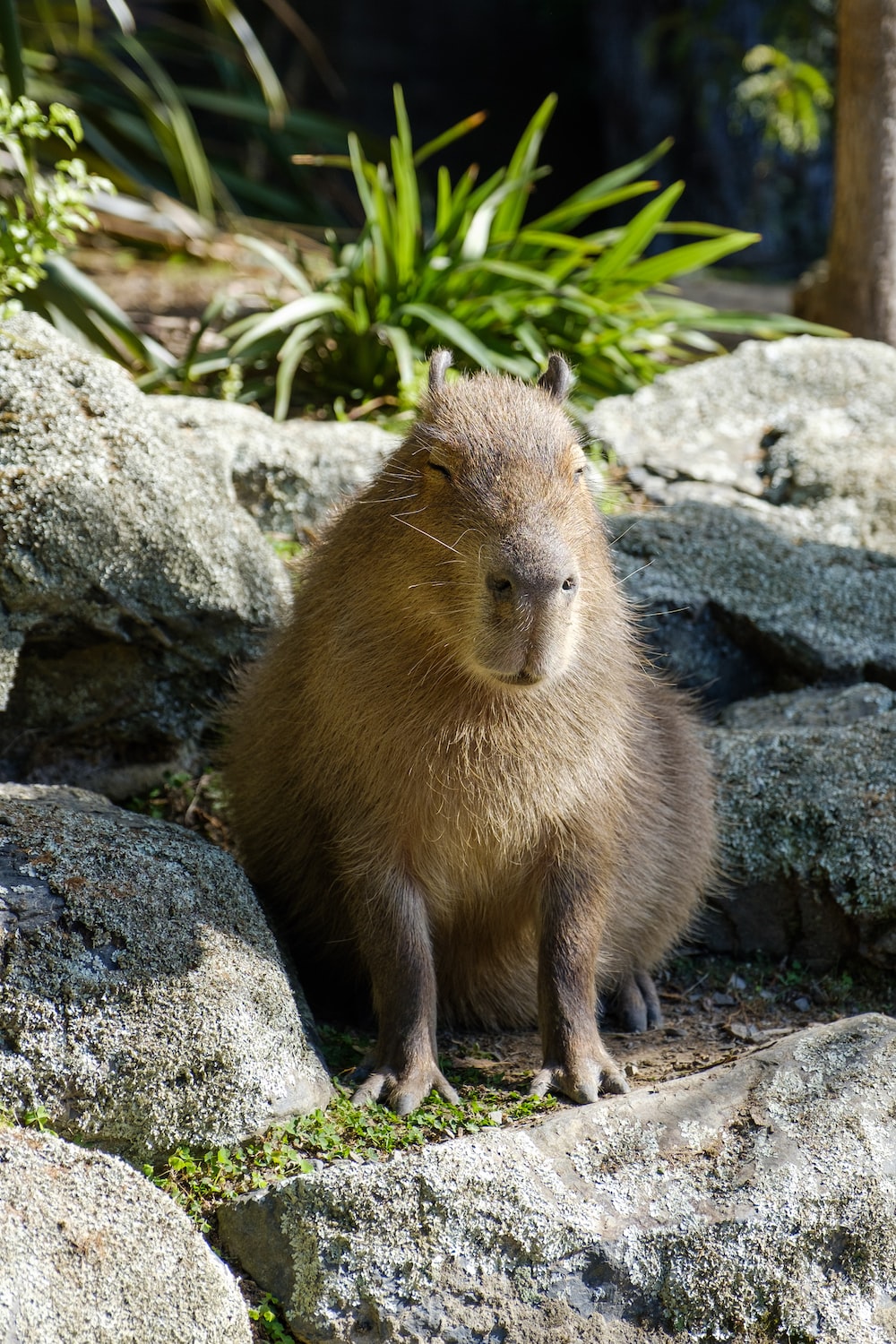 Cute Capybara Wallpapers