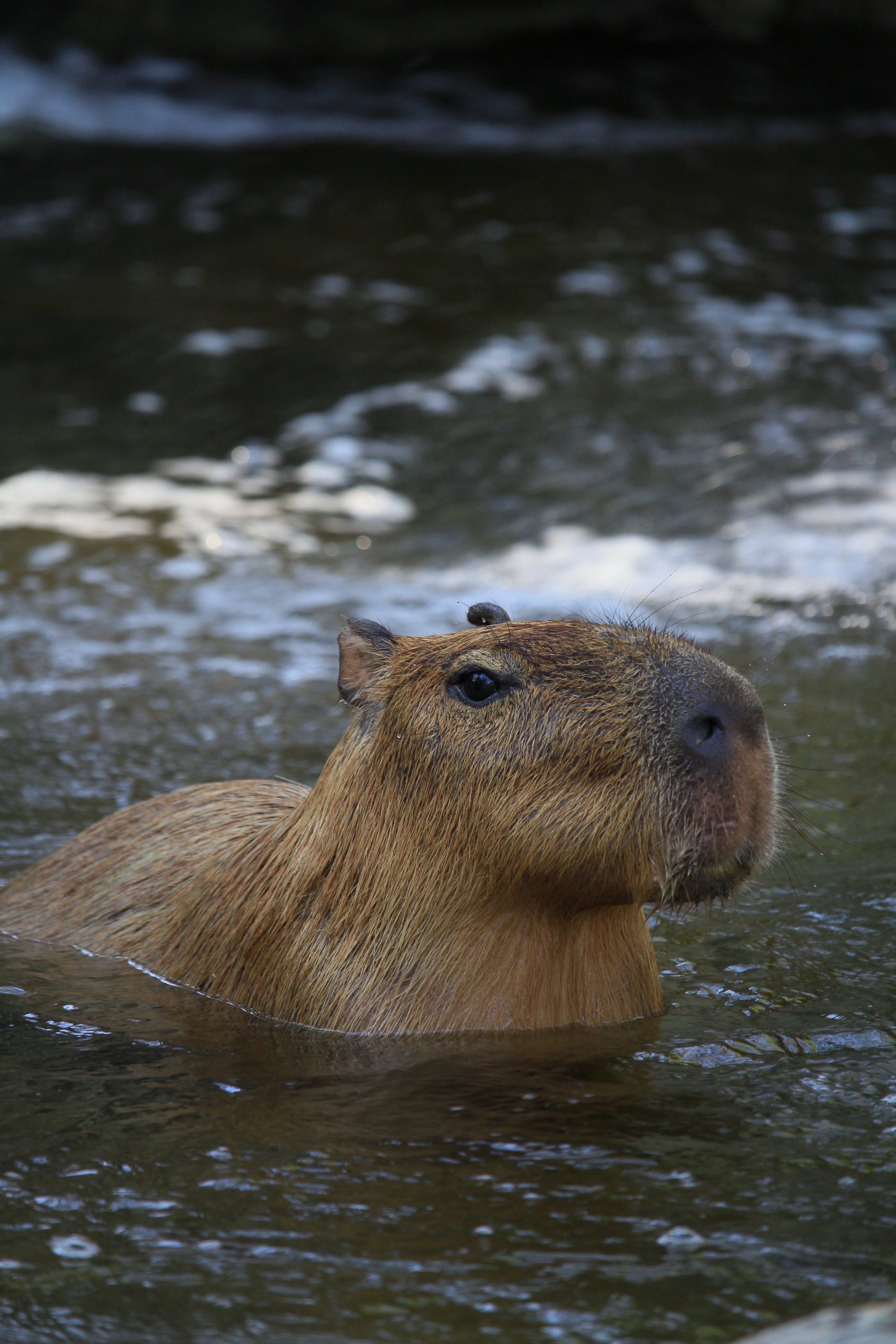 Cute Capybara Wallpapers