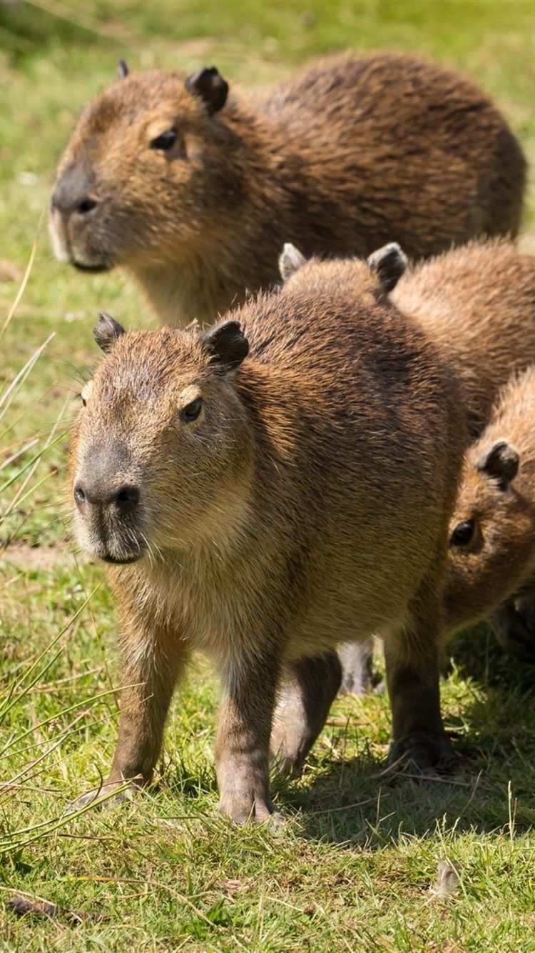 Cute Capybara Wallpapers