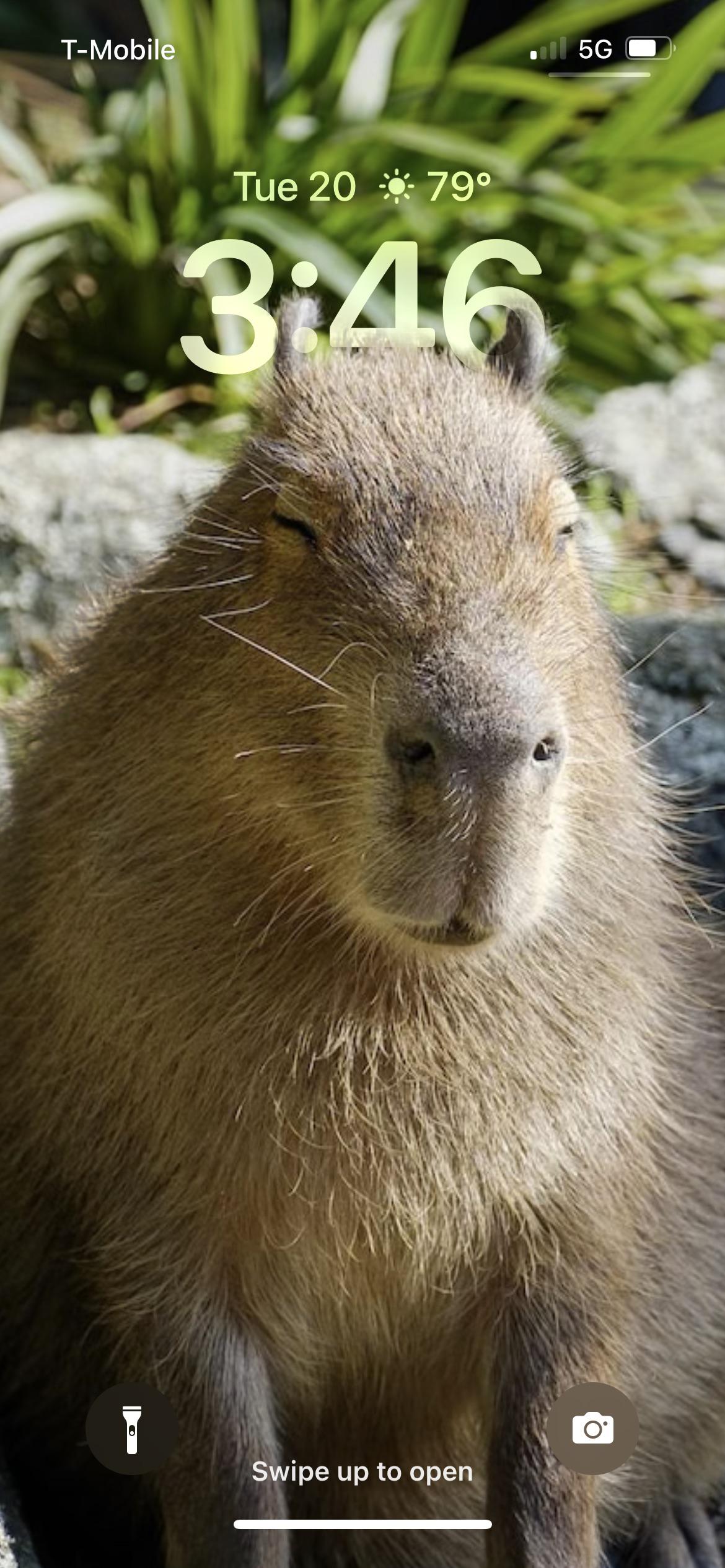 Cute Capybara Wallpapers