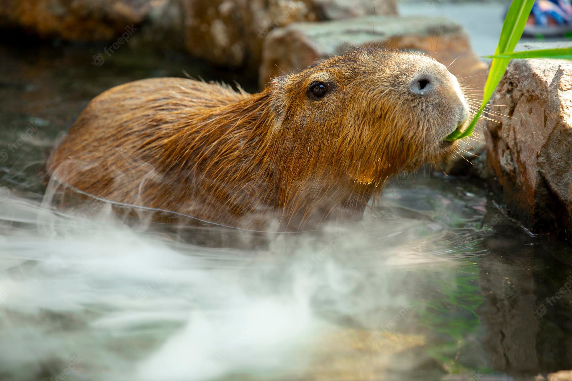 Cute Capybara Wallpapers