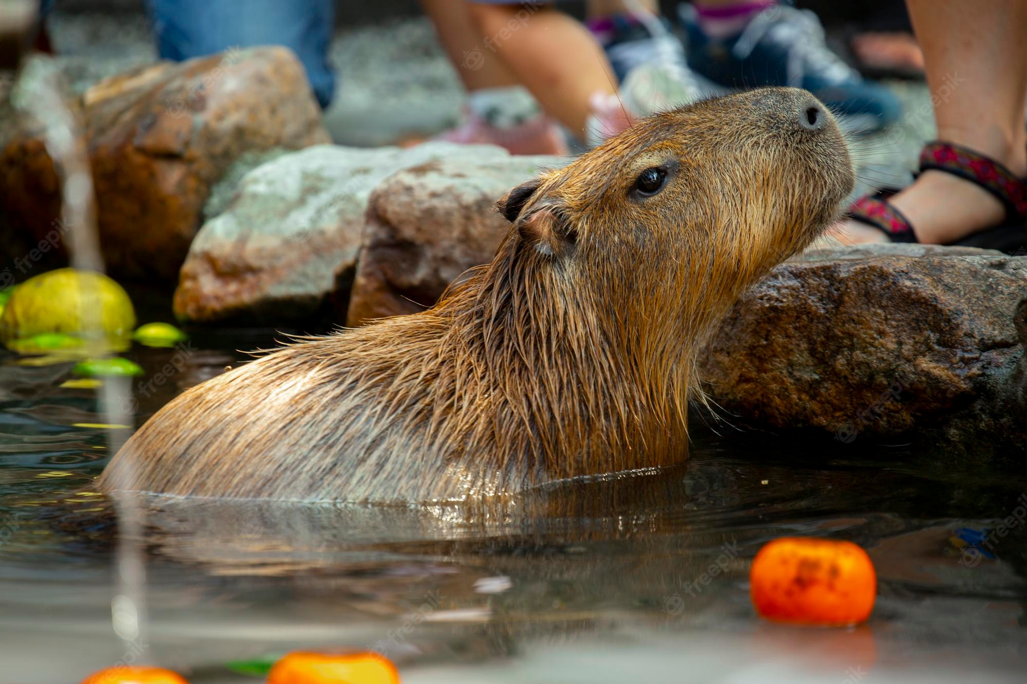 Cute Capybara Wallpapers