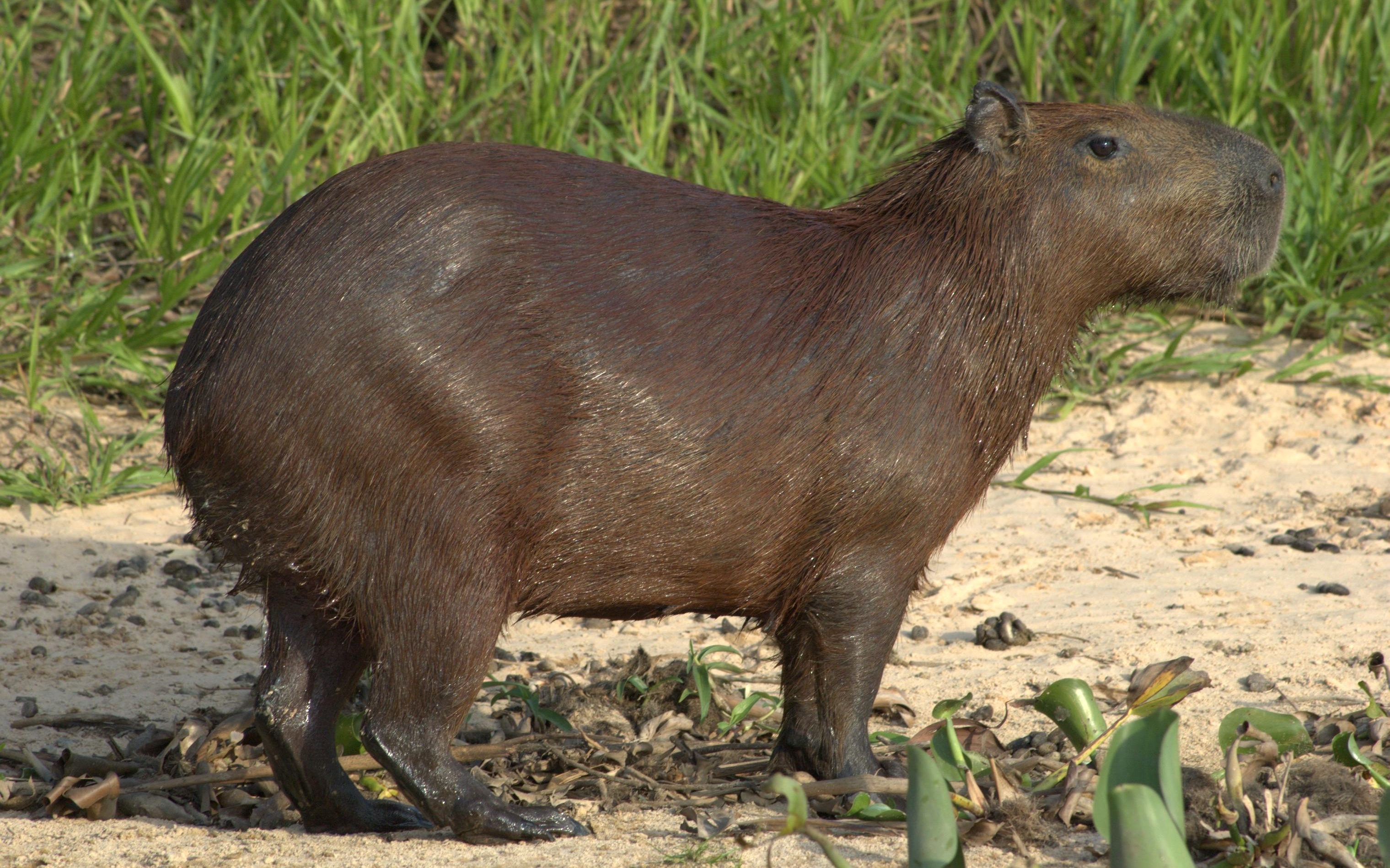 Cute Capybara Wallpapers