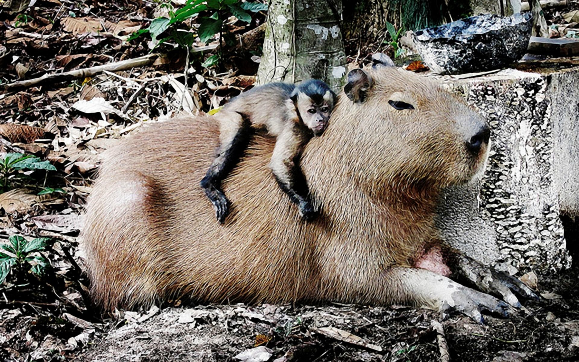 Cute Capybara Wallpapers