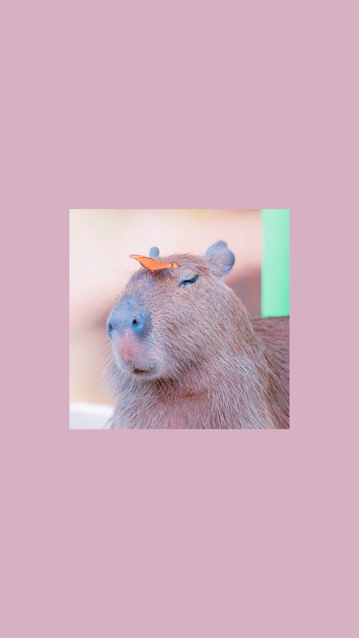 Cute Capybara Wallpapers