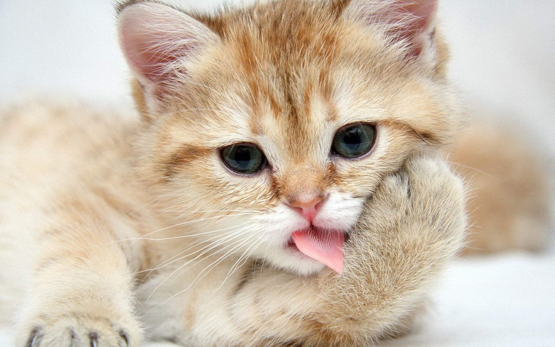 Cute Cat Wallpapers