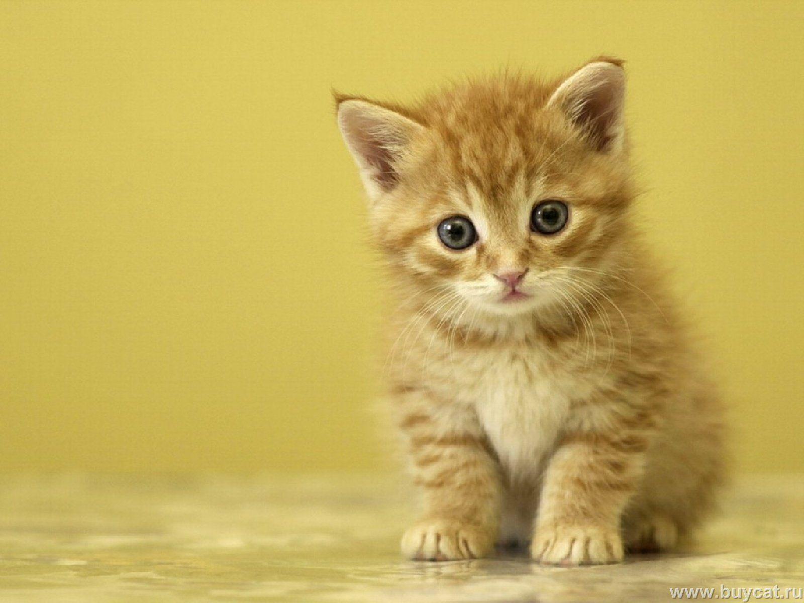 Cute Cat Wallpapers