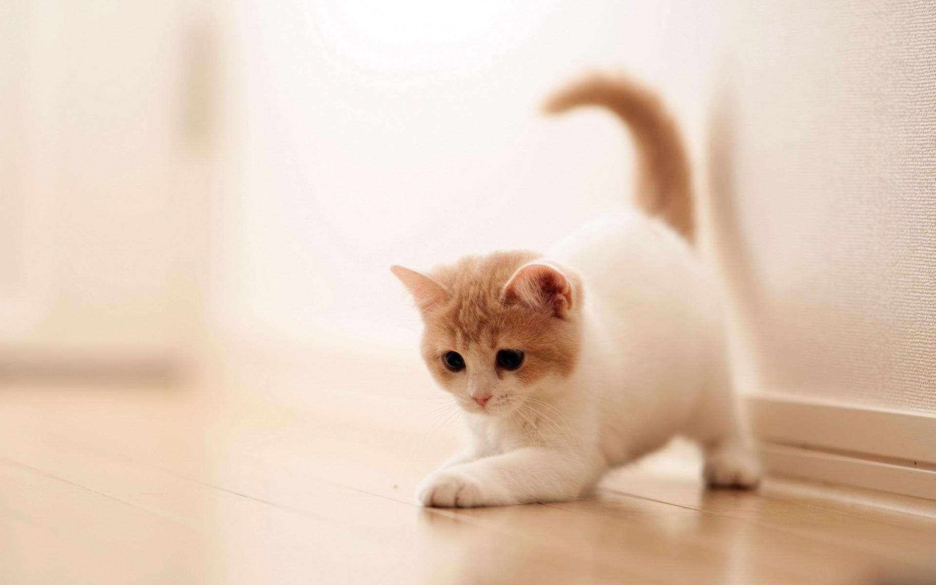 Cute Cat Wallpapers