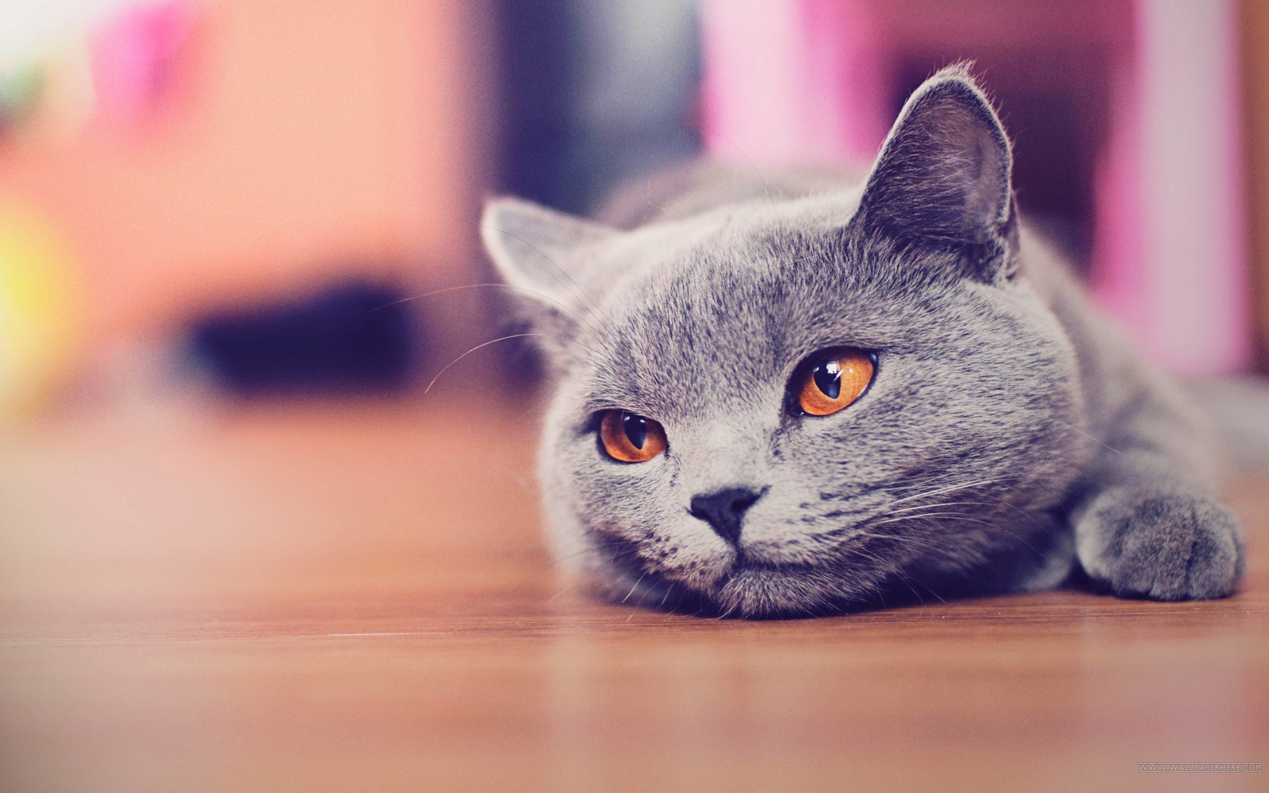 Cute Cat Wallpapers