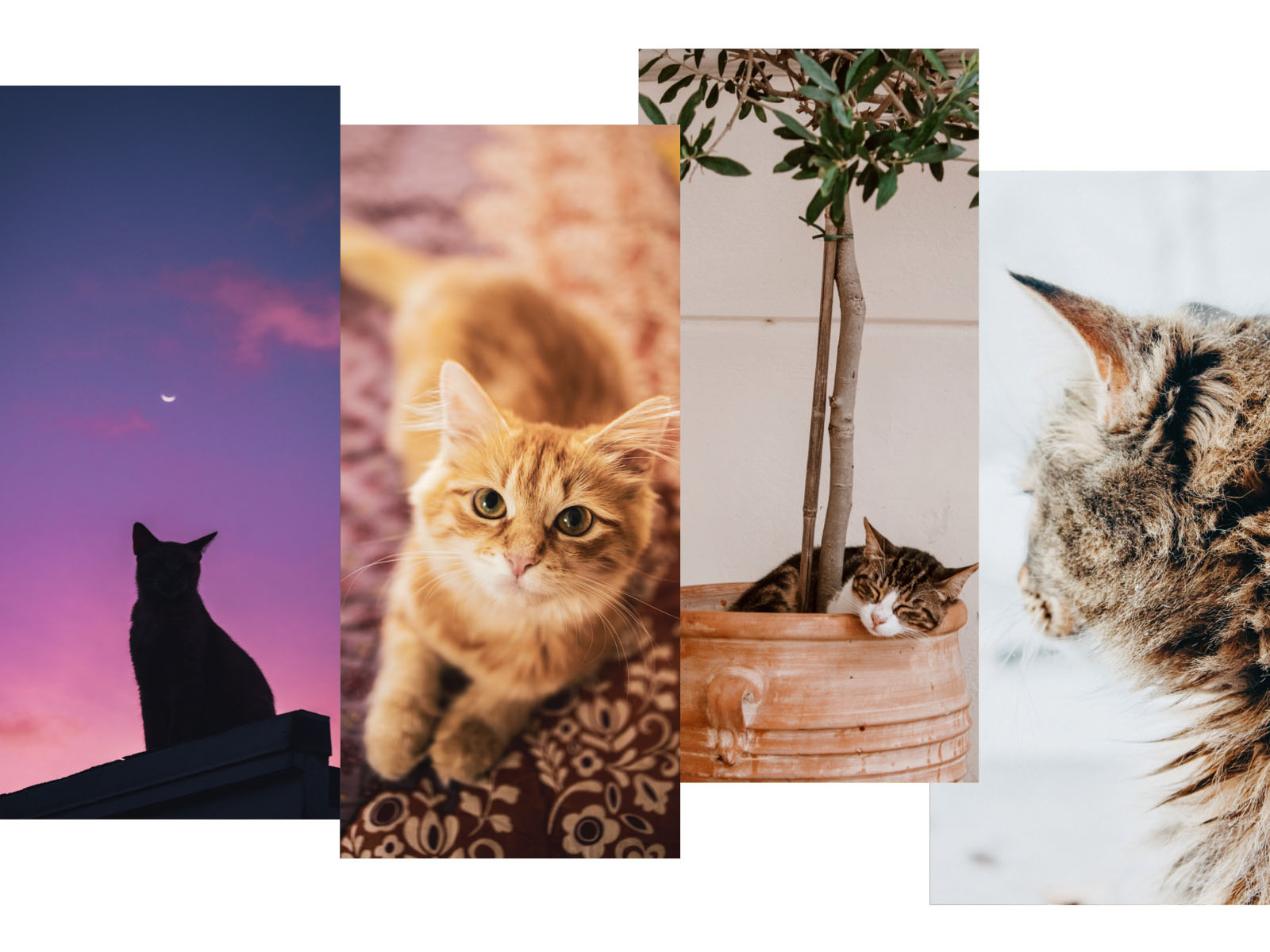 Cute Cat Aesthetic Wallpapers