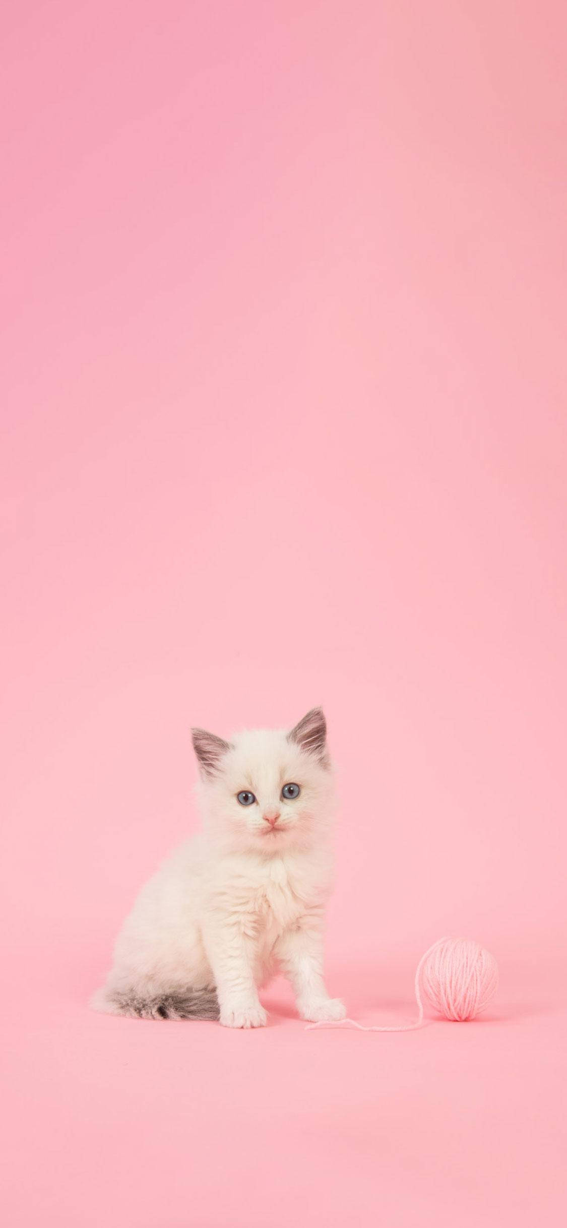 Cute Cat Aesthetic Wallpapers