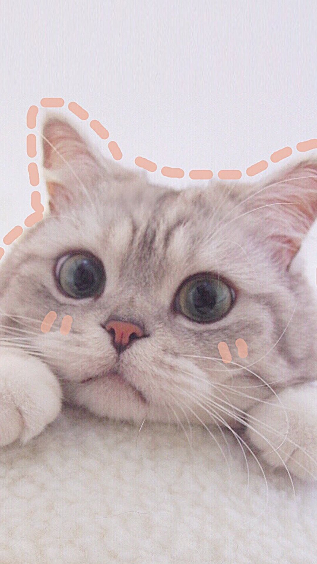 Cute Cat Aesthetics Wallpapers