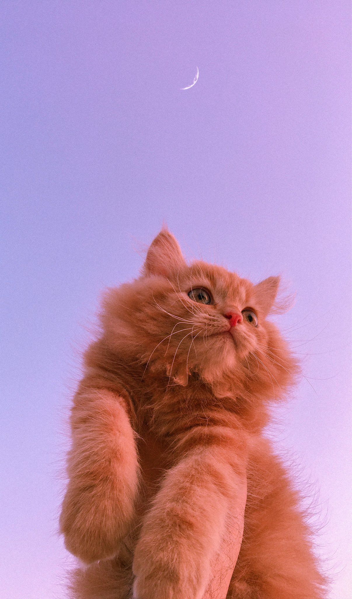 Cute Cat Aesthetics Wallpapers