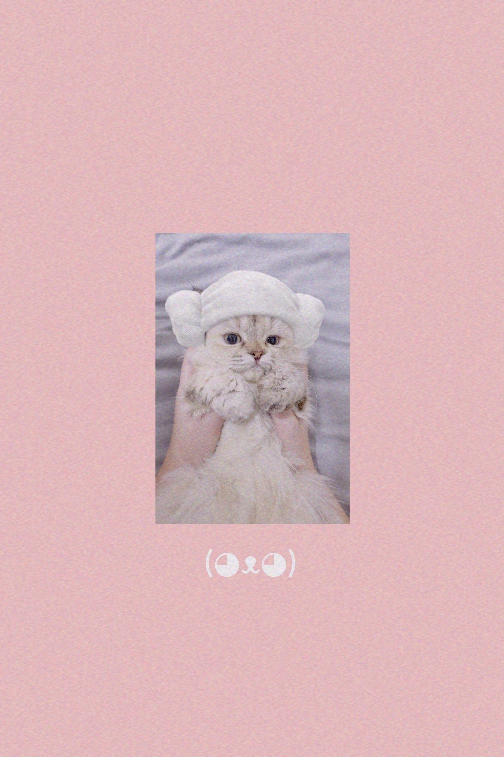 Cute Cat Aesthetics Wallpapers