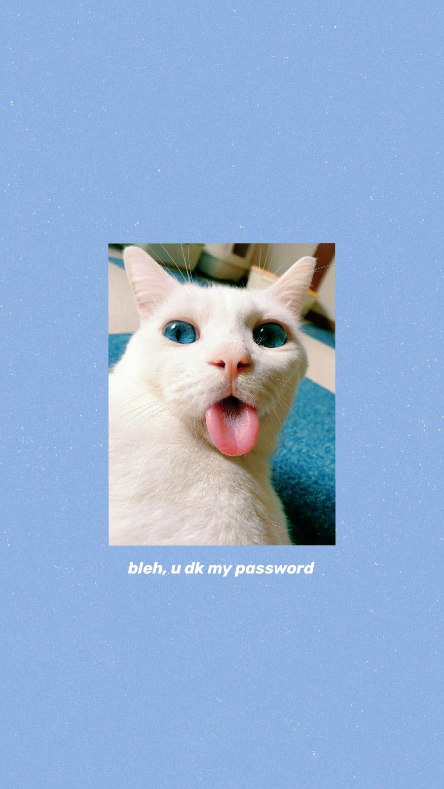 Cute Cat Aesthetics Wallpapers