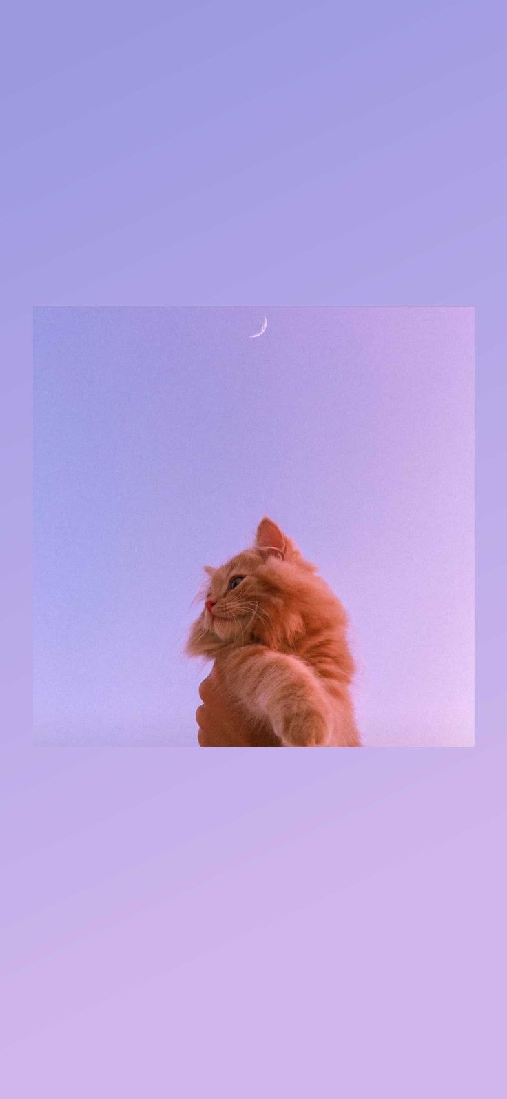 Cute Cat Aesthetics Wallpapers