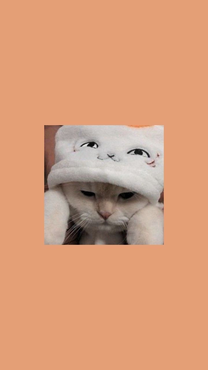 Cute Cat Aesthetics Wallpapers