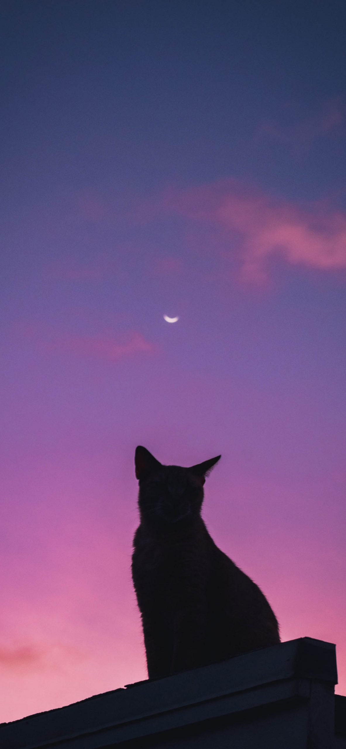 Cute Cat Aesthetics Wallpapers