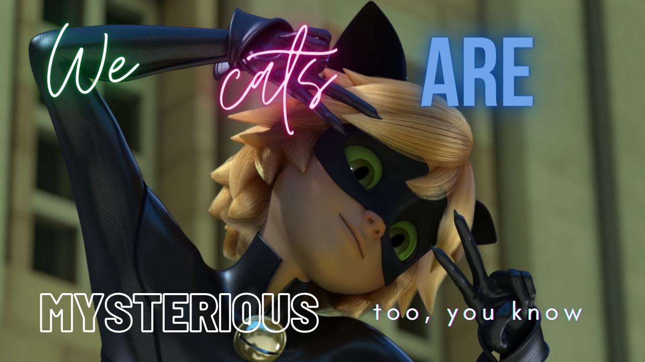 Cute Cat Noir ComputerWallpapers