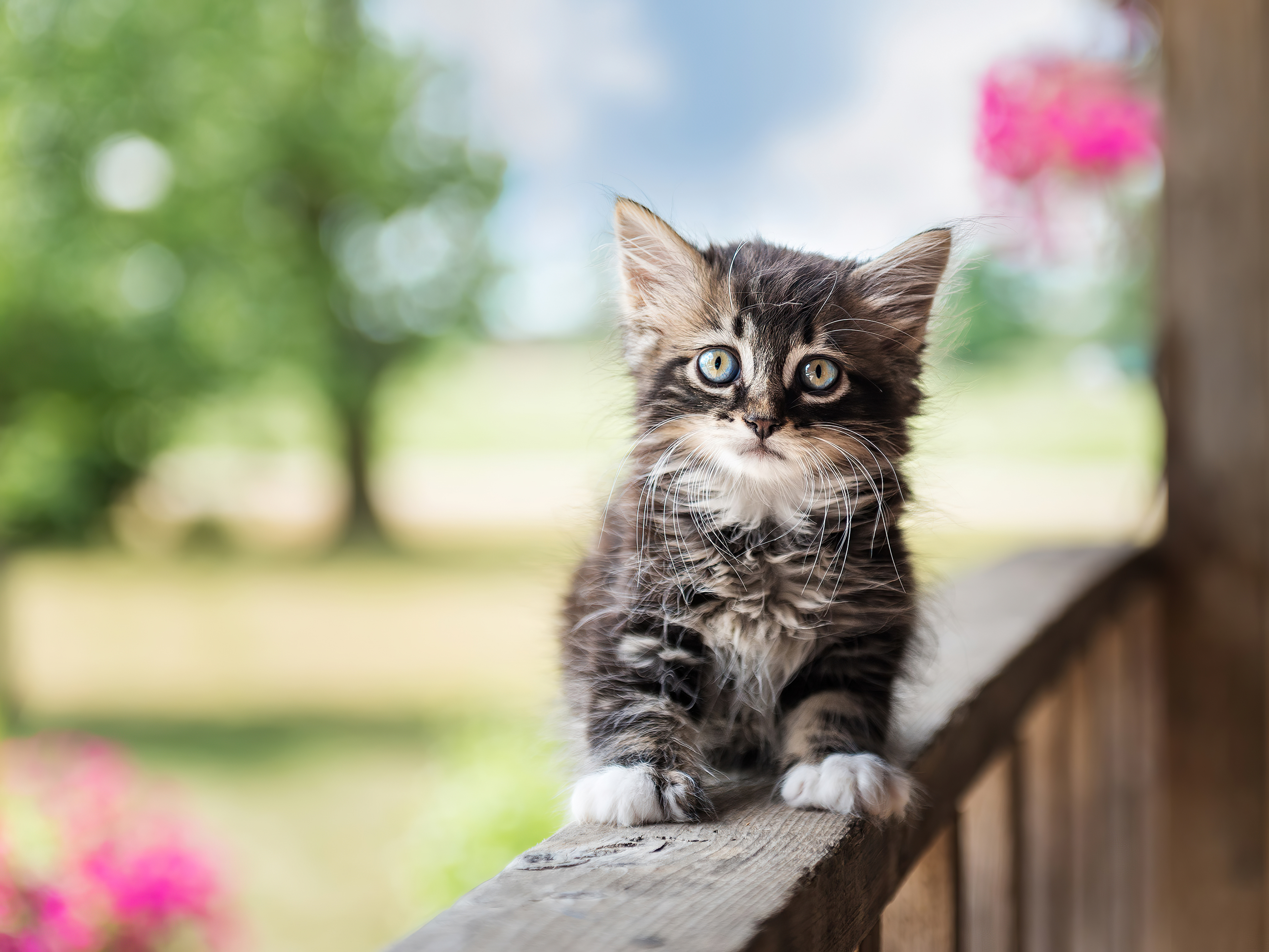 Cute Cat  Wallpapers